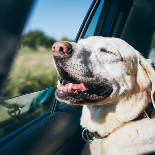 Consejos para viajar con tu perro en coche compartido